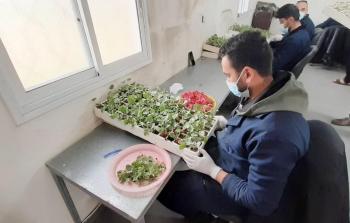 مزارعون يقومون بزراعة الفراولة