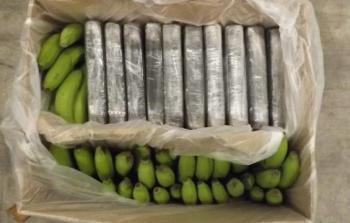 مخدرات داخل شحنة فاكهة الموز