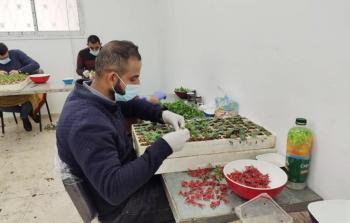 عملية تطعيم أشتال الخضار