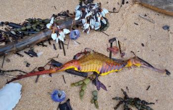 صورة المخلوق البحري