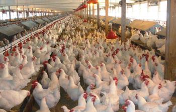 مشروع لتربية الدواجن