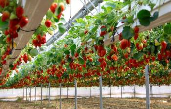 الزراعة الذكية.. كفاءة عالية وإنتاج أعلى وانخفاض بالتكاليف