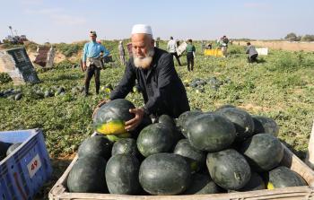 مزارع يحصد البطيخ في خان يونس جنوب القطاع - (apa)
