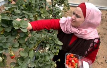 المهندسة الزراعية ولاء عبد المنعم