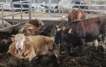 الأضاحي بغزة