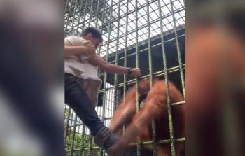 مشهد من لحظات الرعب التي عاشها الاندونيسي مع القرد