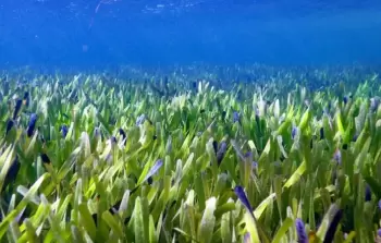 يقول العلماء إن الأعشاب البحرية تغطي مساحة تبلغ حوالي 20 ألف ملعب كرة قدم