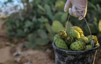 غزة تنتج نحو (1400) طناً من التين الشوكي