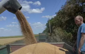 اليات تضخ عبر الشاحنات القمح للتصدير