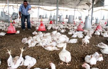 موجة الحر تؤدي إلى نفوق متسارع للدواجن