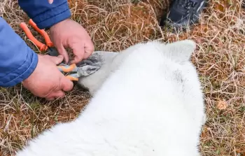 صورة لانقاذ انثى الدب