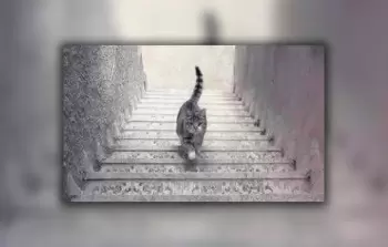 القط يصعد أم يهبط.. الإجابة تحدد مدى ذكائك