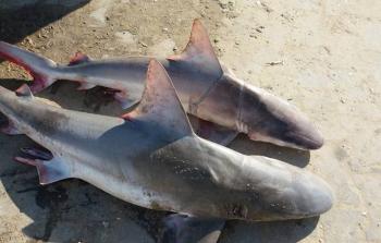 أسماك القرش المهاجرة لشواطئ غزة - أرشيف