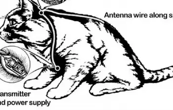رسم تخيلي لعملية تجهيز القطط بجهاز التنصت