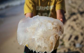 قناديل البحر على شاطئ بحر غزة - أرشيف