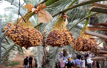 موسم البلح - أرشيف