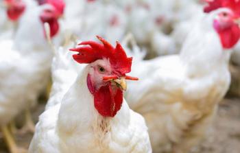 صورة توضيحية