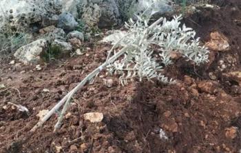 الاحتلال يقتلع أشتال في الضفة (أرشيف)