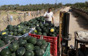 مزارع يقف إلى جانب فاكهة البطيخ التي قطفت من أرضه (تصوير: ياسر فتحي)