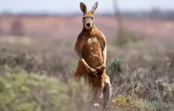 حيوان الكنغر
