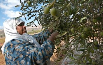 سيدة فلسطينية تقطف الزيتون