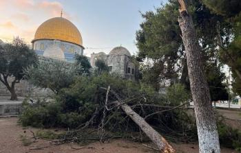 شجرة معمرة والتي سقطت اليوم في ساحة المسجد الأقصى