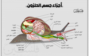 تعرّف إلى الحلزون وأنواعه بالتفصيل