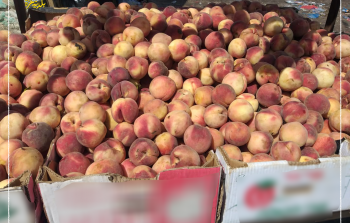 أغذية فاسدة تم إتلافها