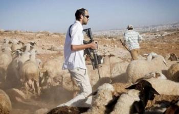 مستوطنون يلاحقون الرعاة الفلسطينيين - أرشيف