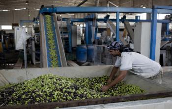 معاصر الزيتون تستعد لفتح أبوابها لبدء الموسم