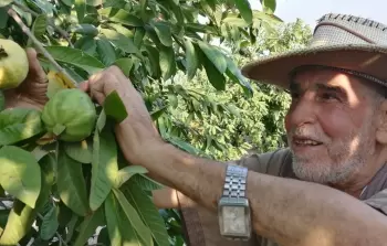 جهود لوزارة الزراعة لزراعة الجوافة