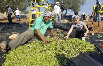 تهريب الزيت الإسرائيلي يكبد زارعي الضفة خسائر كبيرة