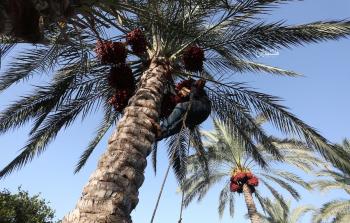 الطليع مهنة موسمية لجني ثمار البلح