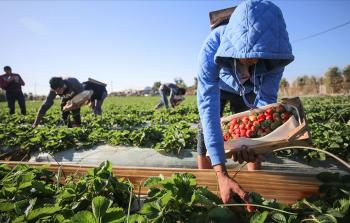 جني ثمار الفراولة في غزة