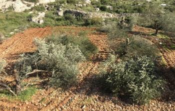 مستوطنون يقطعون أشجار الزيتون في الضفة الغربية