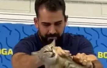 قطة 