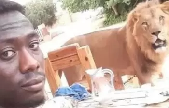 كان يرعاها.. أسود تفترس عاملاً سودانياً في ليبيا