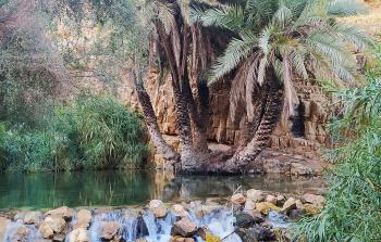 نبع العوجا في أريحا - أرشيف