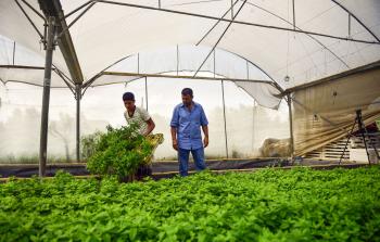 دعوات للاهتمام بالزراعة المائية في غزة