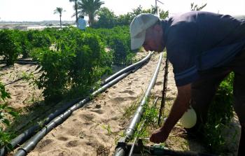 ندرة وملوحة المياه مشكلة تؤرق مزارعي 