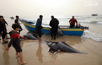 وطواط البحر يغزو شواطئ غزة (تصوير/ ياسر قديح)