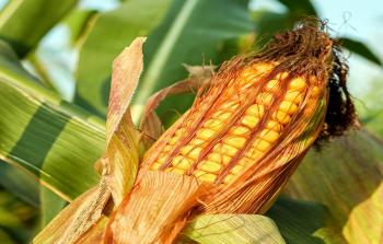 زراعة الذرة الصفراء في غزة آخذة في التوسع