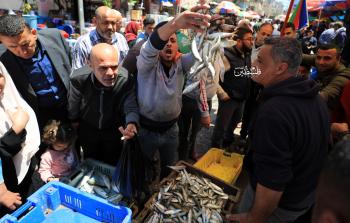 السردين تعايد صيادي الأسماك في غزة (تصوير: ياسر فتحي)