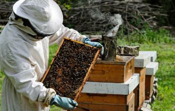 بدء قطف العسل الربيعي بغزة