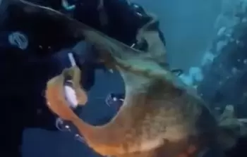 غطاسان صادفا مخلوقاً ضخماً برتقالي اللون أشارا إليه على أنه لاري الأخطبوط الهادي العملاق