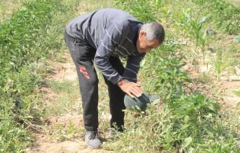 فائض في مزروعات الصيف من البطيخ والشمام في غزة منذ عدة سنوات
