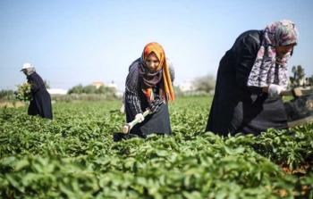 عمل النساء في غزة (صورة أرشيفية)