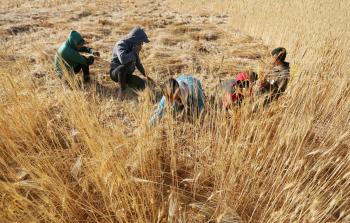 حصاد محصول القمح والشعير