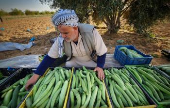 قطف ثمار الفقوس