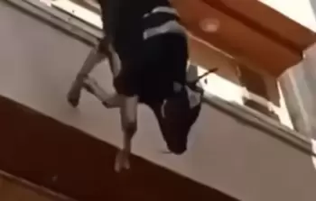 ثور يقفز من الطابق الرابع هرباً من الجزار